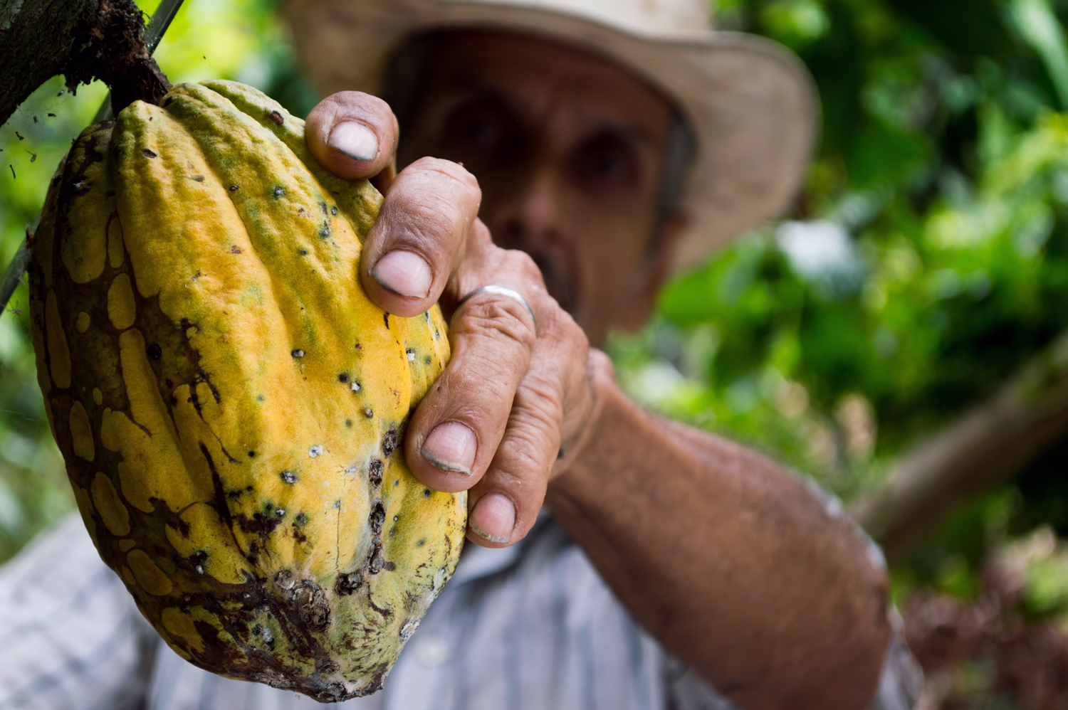 Terra Isara Cacao Cueillette