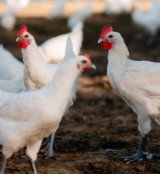 Conservation Races de Poules Anciennes
