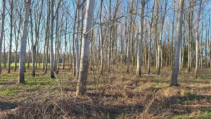 Création zone humide bois