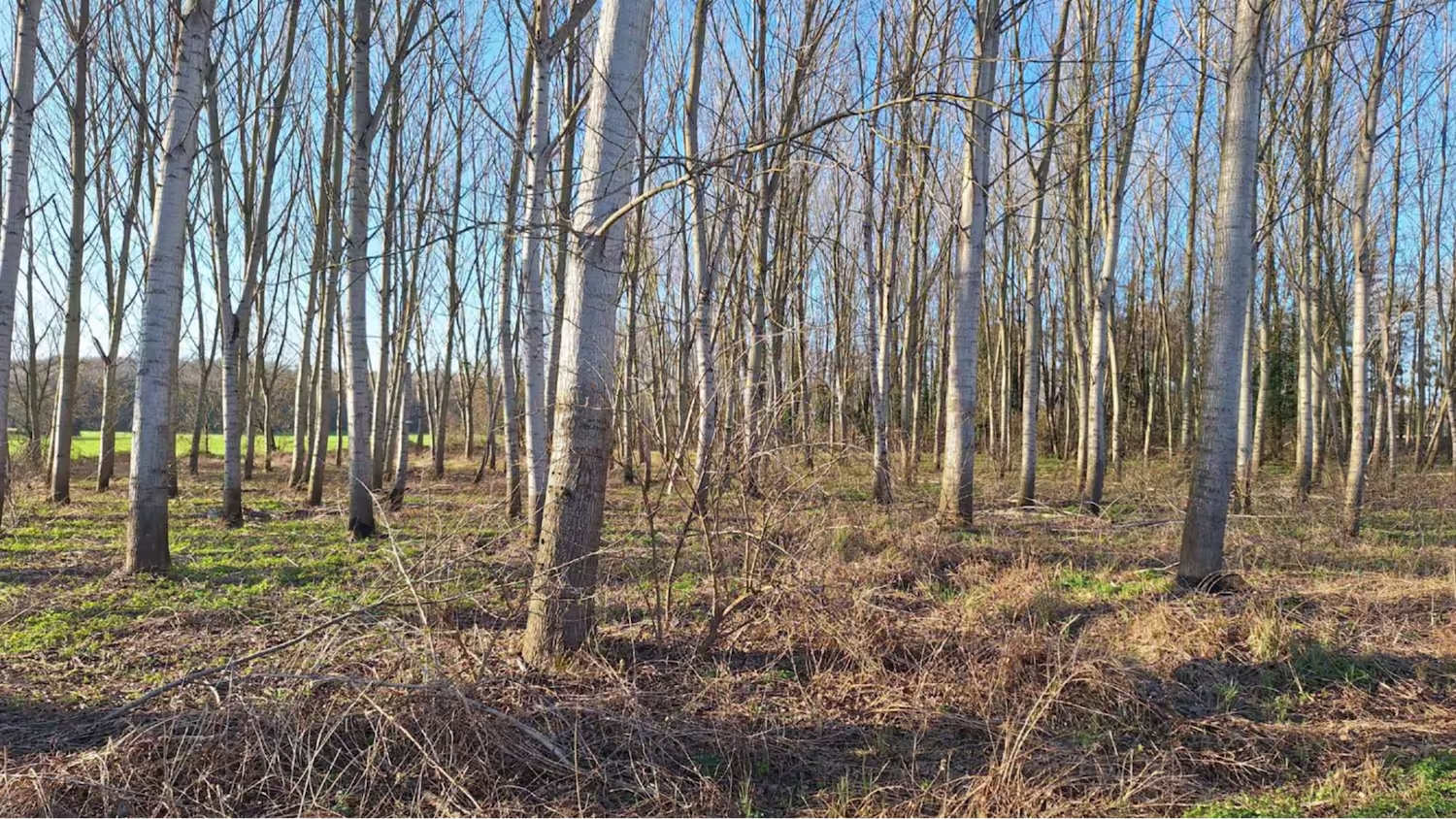 Création zone humide bois